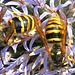 Wasps