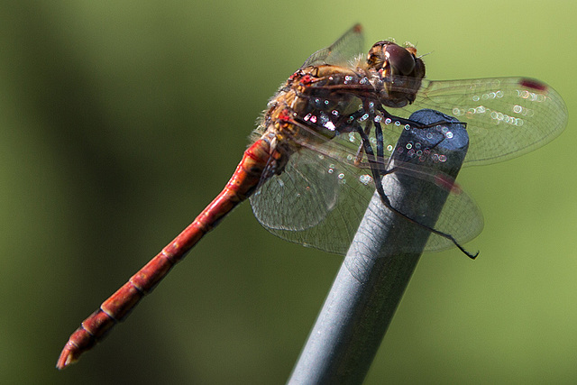 20150821 8543VRAw [D~RI] Große Heidelibelle (Sympetrum striolatum),  Rinteln