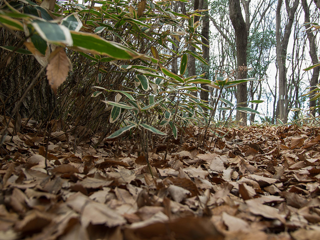 Trail through a shrub