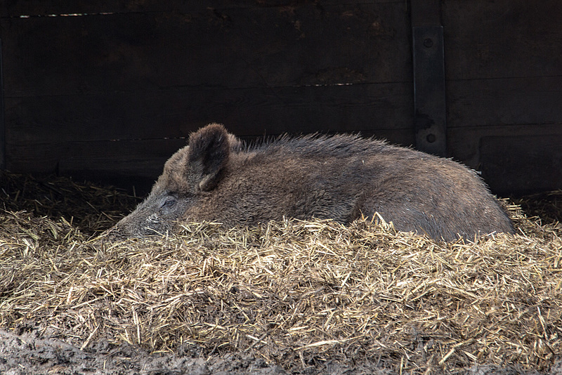 20160306 0265VRAw [D~BI] Wildschwein (Sus scrofa), Tierpark Olderdissen, Bielefeld