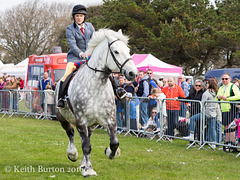 Working and Heavy Horse Show