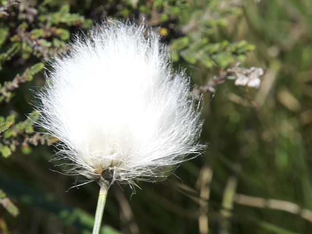 Cotton Grass