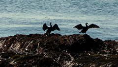 les cormorans en mode essorage de plein air