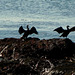 les cormorans en mode essorage de plein air