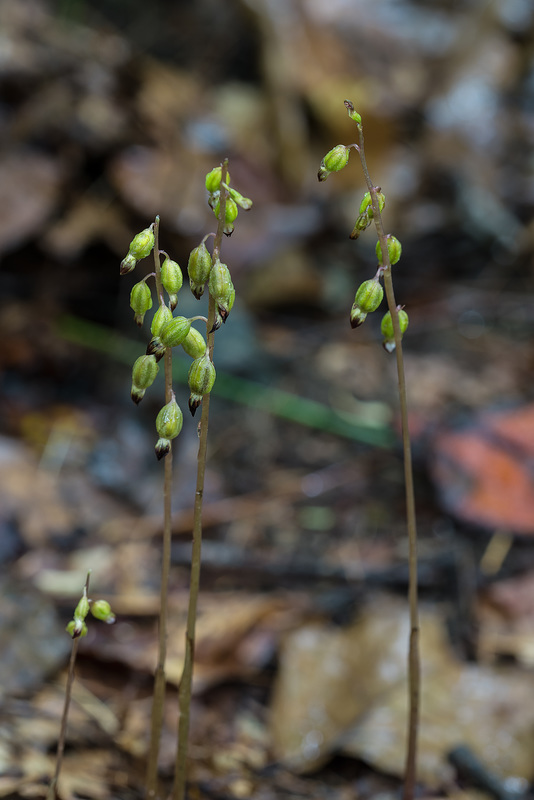 Corallorhiza odontorhiza (Autumn Coral Root orchid)