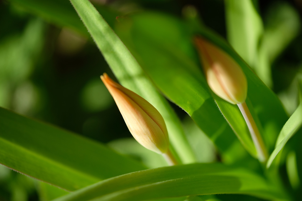 DSCF4058