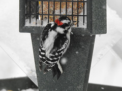 Downy Woodpecker