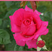 Rose de mon jardin,Rose of my garden