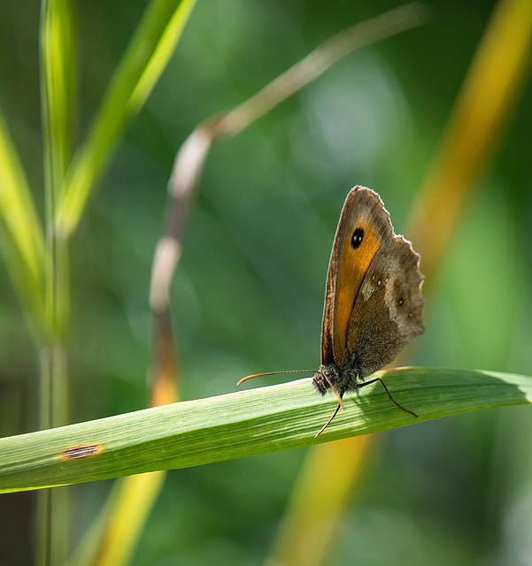 Gatekeeper butterfly5