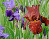 A Brown Iris