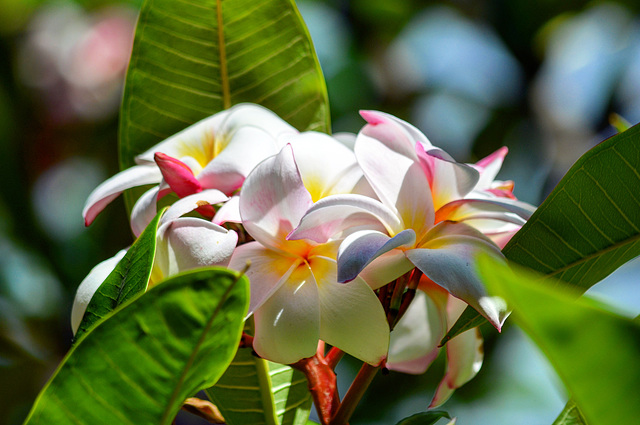 Plumeria