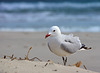 Menorca seagull