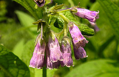 20210609 0755CPw [D~LIP] Beinwell (Symphytum officinale), UWZ, Bad Salzuflen