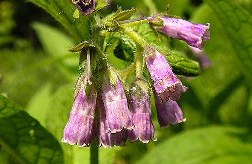 20210609 0755CPw [D~LIP] Beinwell (Symphytum officinale), UWZ, Bad Salzuflen