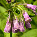 20210609 0755CPw [D~LIP] Beinwell (Symphytum officinale), UWZ, Bad Salzuflen