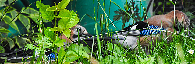 20210705 1295CPw [D~LIP] 2 Eichelhäher (Garrulus glandarius), Bad Salzuflen