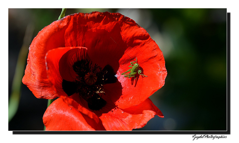 Le Coquelicot et la Sauterelle