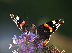 Red Admiral Rising To The Light!