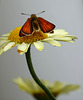 Large Skipper