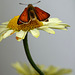 Large Skipper