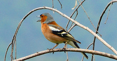 Fringuello canterino
