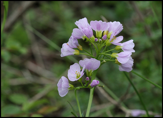 Cardamine pratense (2)