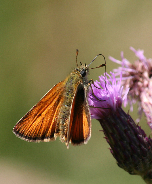 Small Skipper on thistle 2