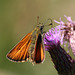 Small Skipper on thistle 2
