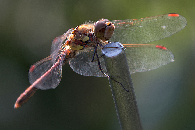 20150821 8544VRAw [D~RI] Große Heidelibelle (Sympetrum striolatum),  Rinteln