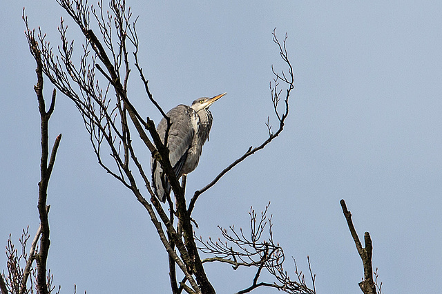 20160306 0266VRAw [D~BI] Graureiher (Ardea cinerea), Tierpark Olderdissen, Bielefeld