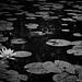 Water lily