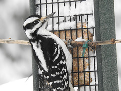 Hairy Woodpecker