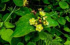 20190614 5324CPw [R~GB] Blut-Johanniskraut (Hypericum androsaemum), Waldwanderung, Wales