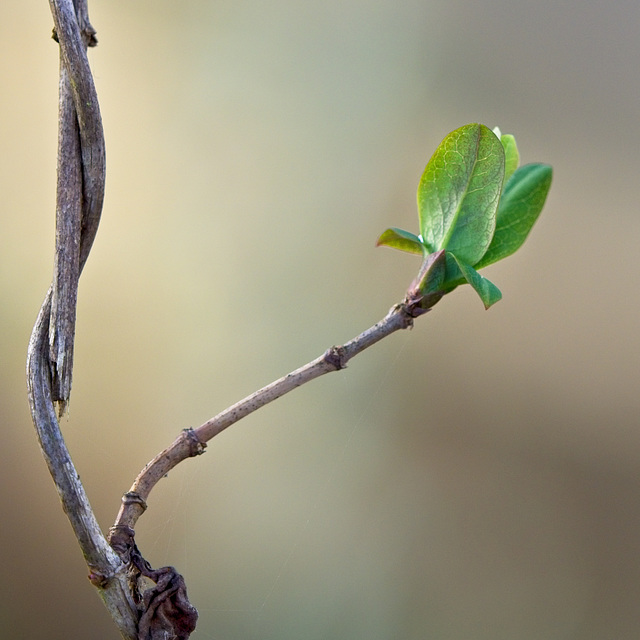 Honeysuckle Leaves