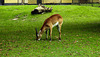 20190907 6008CPw [D~HRO] Antilope, Zoo, Rostock