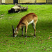 20190907 6008CPw [D~HRO] Antilope, Zoo, Rostock