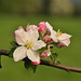 Apfelblüten