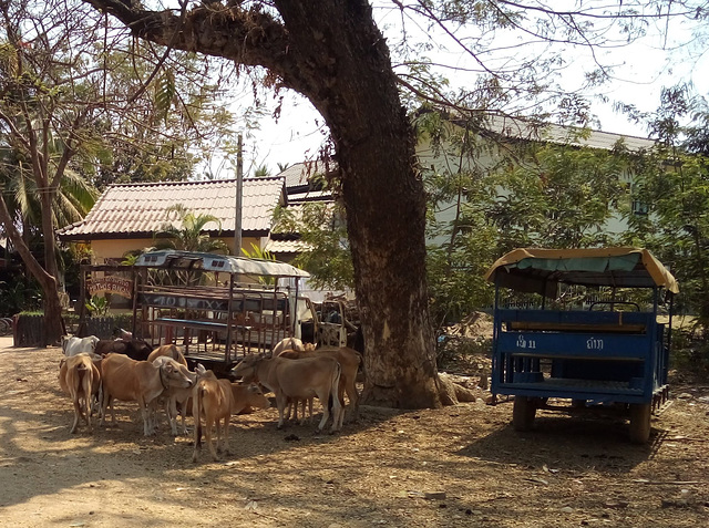 Vaches et taxis / Cows and taxis