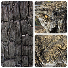 Abstract Textures in Wood