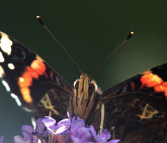 Red Admiral Rising To The Light!