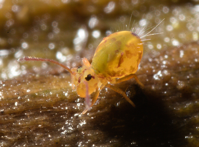 IMG 7036 Springtail-1