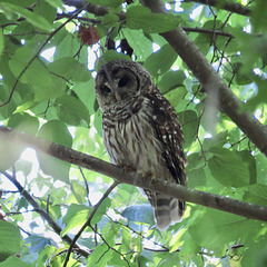 Barred owl in tree