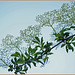 Sambucus