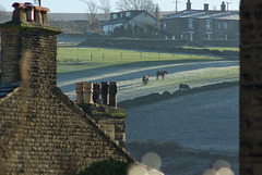 horses at Cliffe Road