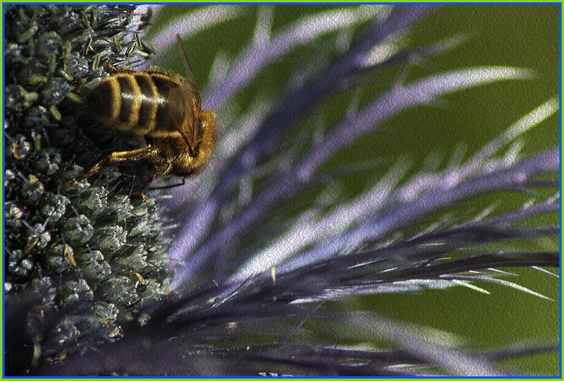 Macro