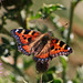 Small Tortoiseshell