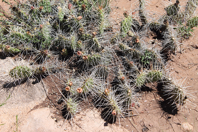 cacti