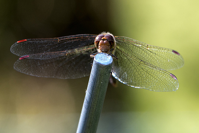 20150821 8548VRAw [D~RI] Große Heidelibelle (Sympetrum striolatum)e,  Rinteln