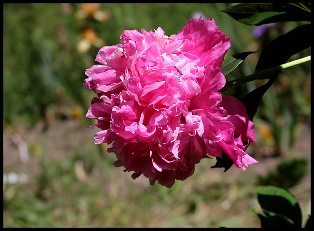 Pivoine Alexandre Dumas (1)