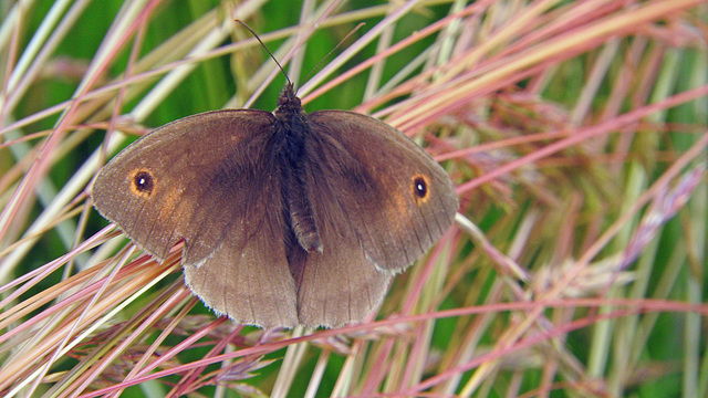 Meadow Brown Male